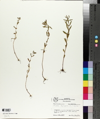 Rotala ramosior image