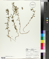 Rotala ramosior image