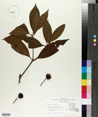 Illicium floridanum image