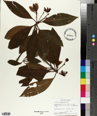 Illicium floridanum image