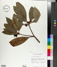 Illicium floridanum image