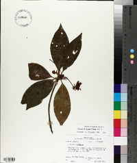 Illicium floridanum image