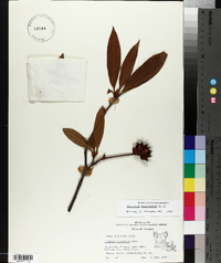 Illicium floridanum image