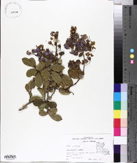 Lagerstroemia indica image