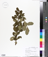 Lagerstroemia indica image