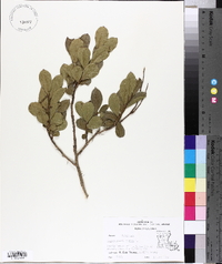 Lagerstroemia indica image