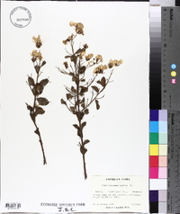 Lagerstroemia indica image