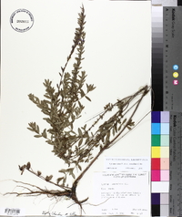 Lythrum alatum var. lanceolatum image