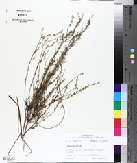 Lythrum lineare image