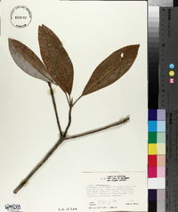 Magnolia virginiana image