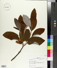 Magnolia virginiana image