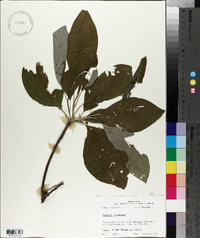 Magnolia virginiana image