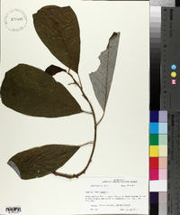 Magnolia virginiana image