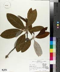 Magnolia virginiana image