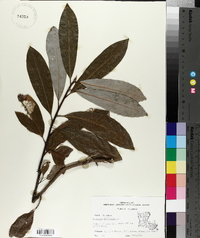 Magnolia virginiana image