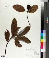 Magnolia virginiana image