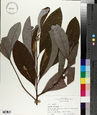 Magnolia virginiana image