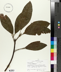 Magnolia virginiana image