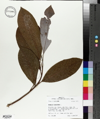 Magnolia virginiana image