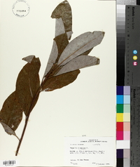 Magnolia virginiana image