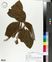 Magnolia virginiana image