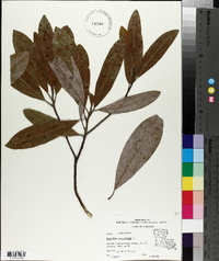 Magnolia virginiana image