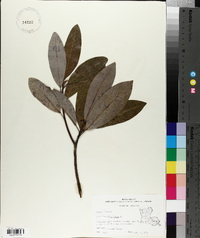 Magnolia virginiana image