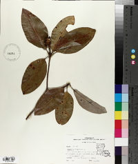 Magnolia virginiana image