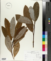 Magnolia virginiana image