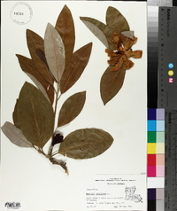 Magnolia virginiana image