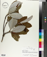 Magnolia virginiana image