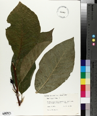 Magnolia acuminata image