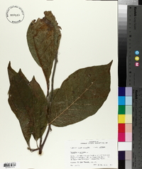 Magnolia acuminata image