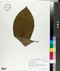 Magnolia acuminata image