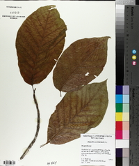 Magnolia acuminata image