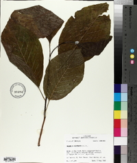 Magnolia acuminata image