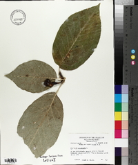 Magnolia acuminata image