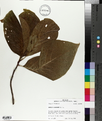 Magnolia acuminata image