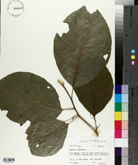 Magnolia acuminata image