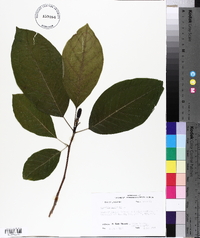 Magnolia acuminata image