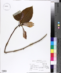 Magnolia acuminata image