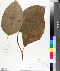 Magnolia acuminata image