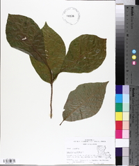 Magnolia acuminata image