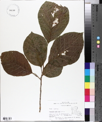 Magnolia acuminata image