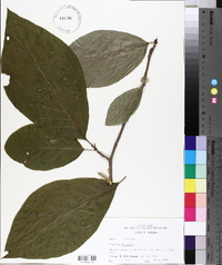 Magnolia acuminata image