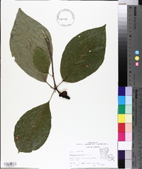 Magnolia acuminata image