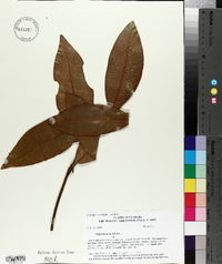 Magnolia grandiflora image