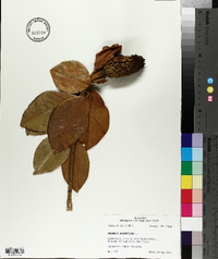 Magnolia grandiflora image