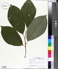 Magnolia acuminata image