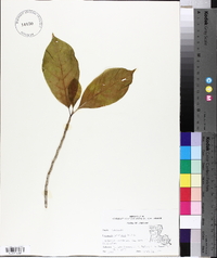 Magnolia acuminata image